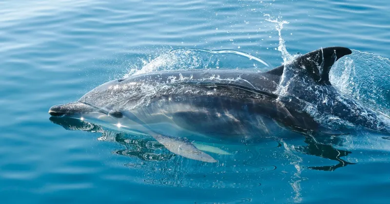 Clearwater Marine Aquarium to Explore Wild Dolphin Feeding Behaviors on Nov. 12