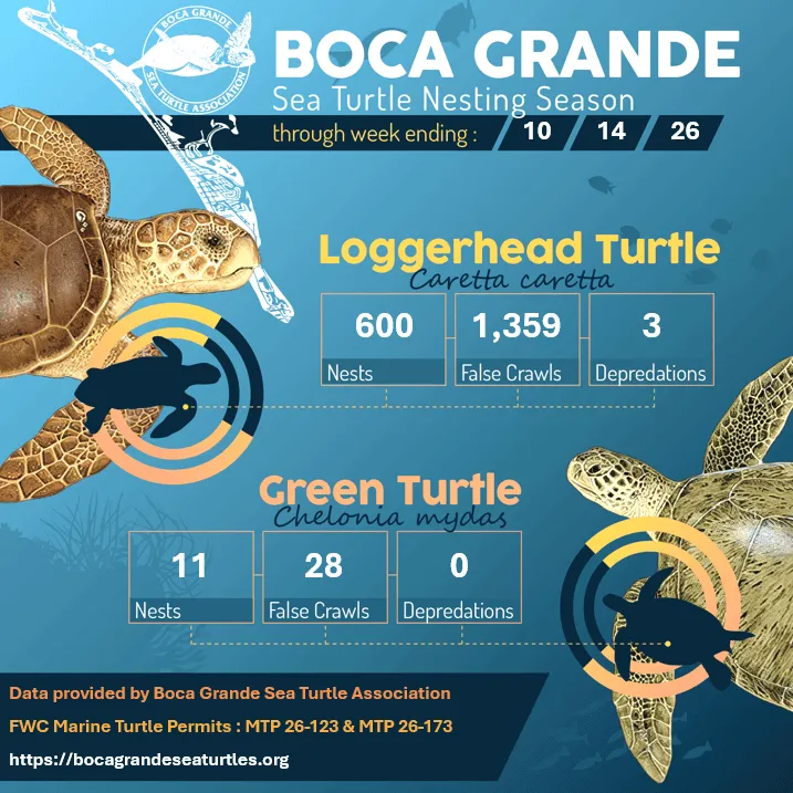Boca Grande Sea Turtle Nesting Season: 10-14-26