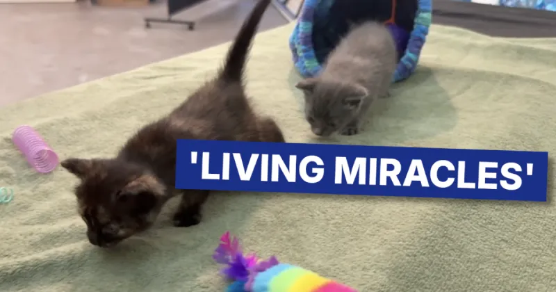 Rescued Hobe Sound kittens recover with foster family after being buried alive