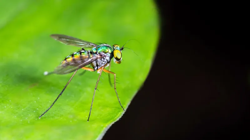 Fort Lauderdale residents may notice mosquito control trucks overnight as county targets disease-carrying insects