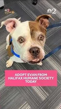 WESH 2 the Rescue: Evan from Halifax Humane Society (Video)
