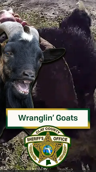TRESPASSING GOATS! (Video)