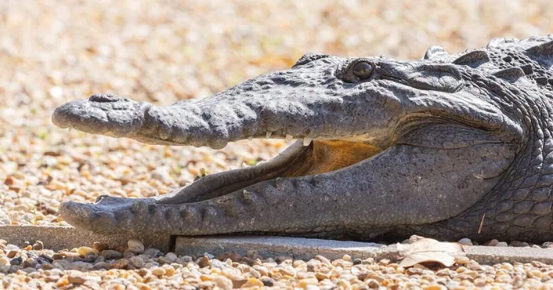 Lead poisoning likely contributed to Florida crocodile's death