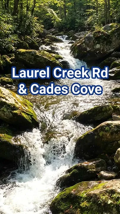 Cades Cove & Laurel Creek Rd (Video)