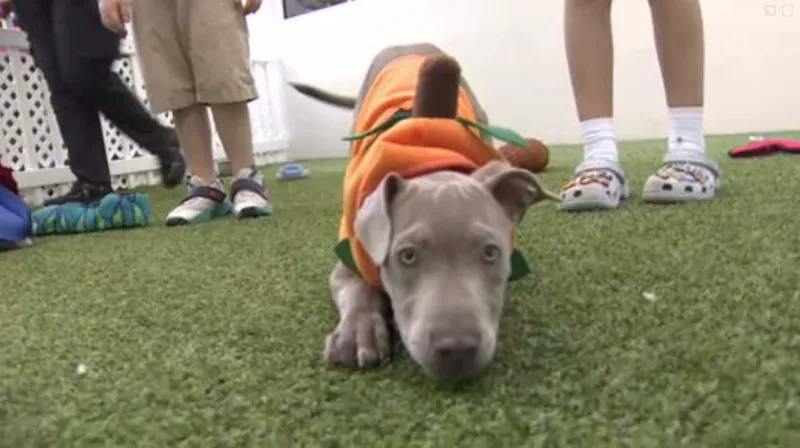 Count Barkula Halloween Festival connects families to shelter dogs in Dania Beach