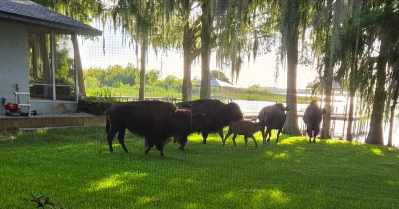 Bison mystery solved