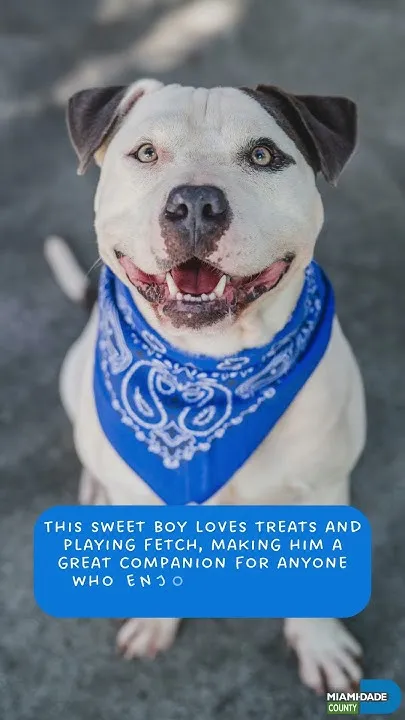 #OurCounty's Pets of the Week 10-17-26 (Video)