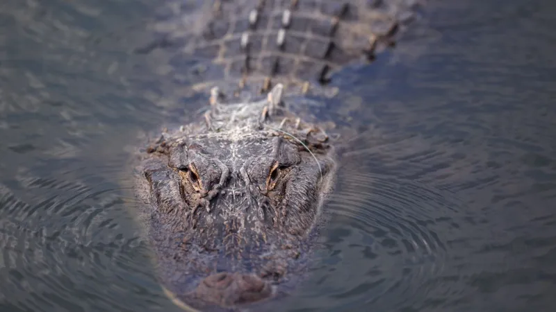 71-year-old man killed after nearly 12-foot alligator drags him into Florida pond