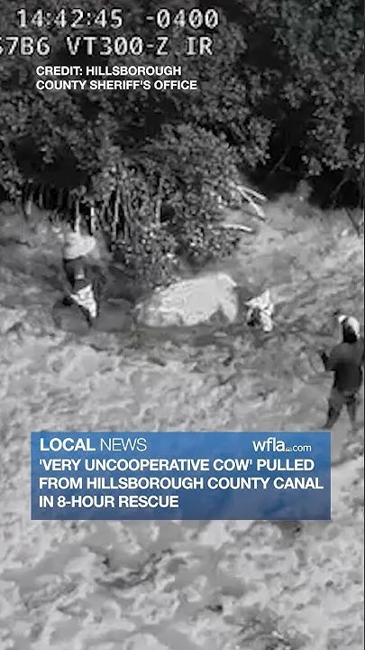 18-month-old cow pulled from Hillsborough County canal in 8-hour rescue (Video)