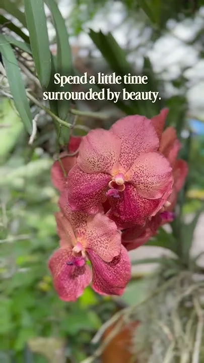 Selby Gardens Orchid Show in Downtown Sarasota (Video)