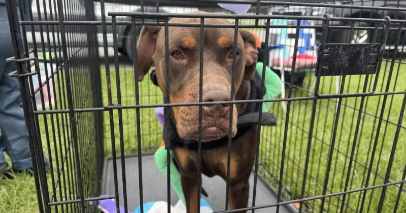 Pet adoptions and Halloween bring Clay County community together