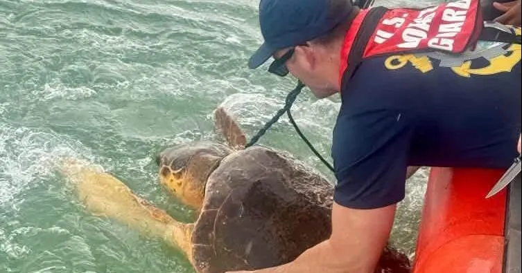 CAUGHT ON VIDEO: Area Coast Guard station saves tangled sea turtle