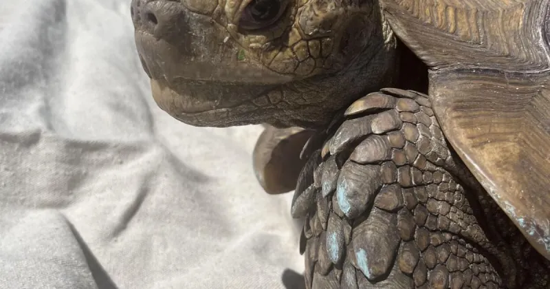 A Shell-a-bration: Lost tortoise reunites with Englewood owner