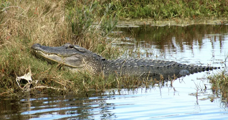 Florida man, 71, killed by alligator while fishing