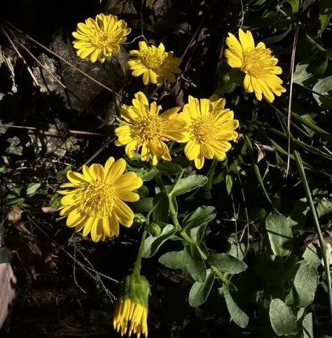 Leaves and Limestone: October is Native Plant Month