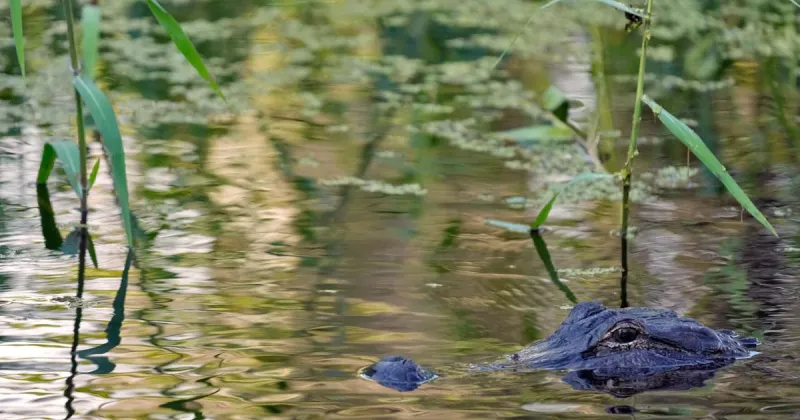 Fisherman, 71, attacked and killed by 12-foot alligator alongside Florida lake