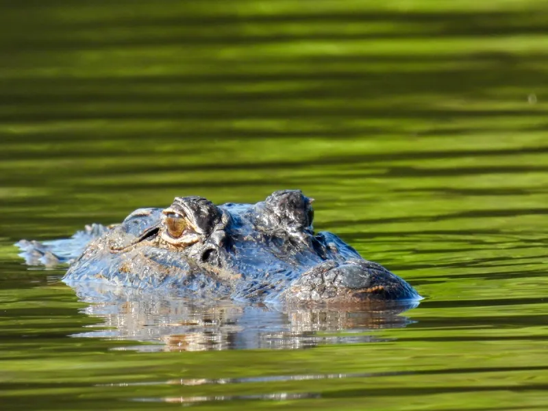 Man killed by alligator while fishing in Winter Garden