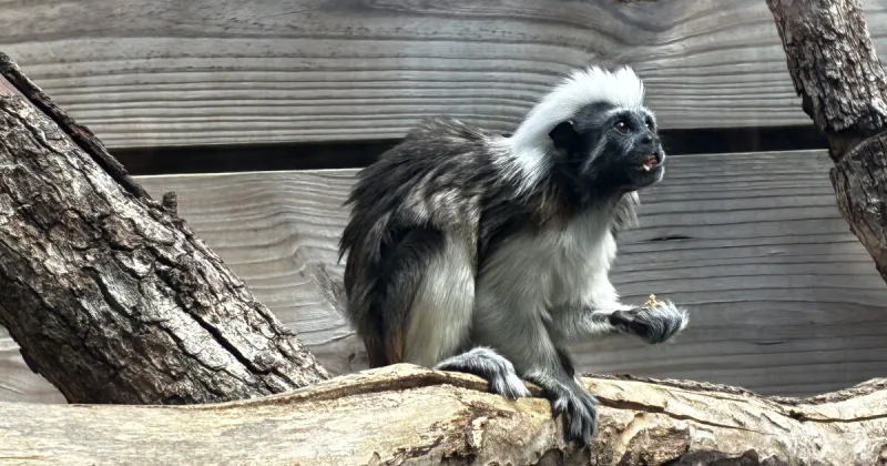 North Florida Wildlife Center brings visitors, jobs, and economic impact to Jefferson County