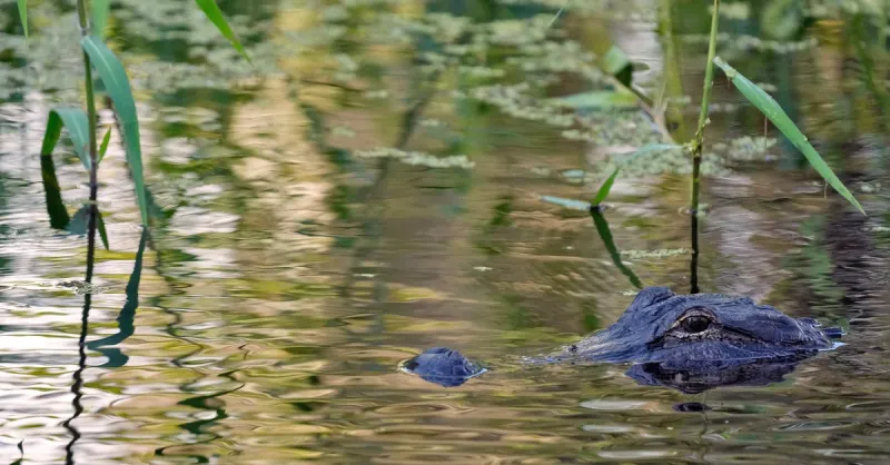 Fisherman, 71, Attacked And Killed By 12-Foot Alligator Alongside Florida Lake