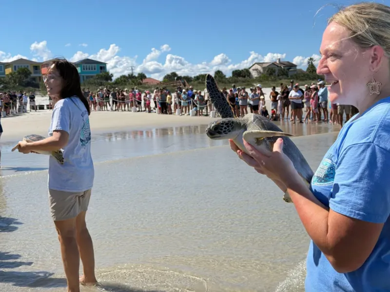 Marine Science Center Releases 6 Rehabbed Sea Turtles