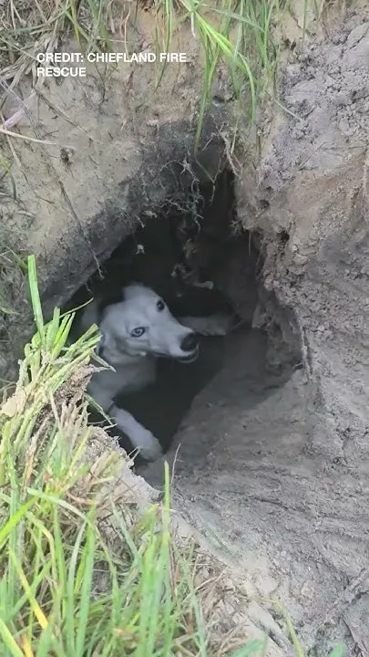Florida firefighters rescue dog trapped in 10-foot-deep sinkhole (Video)