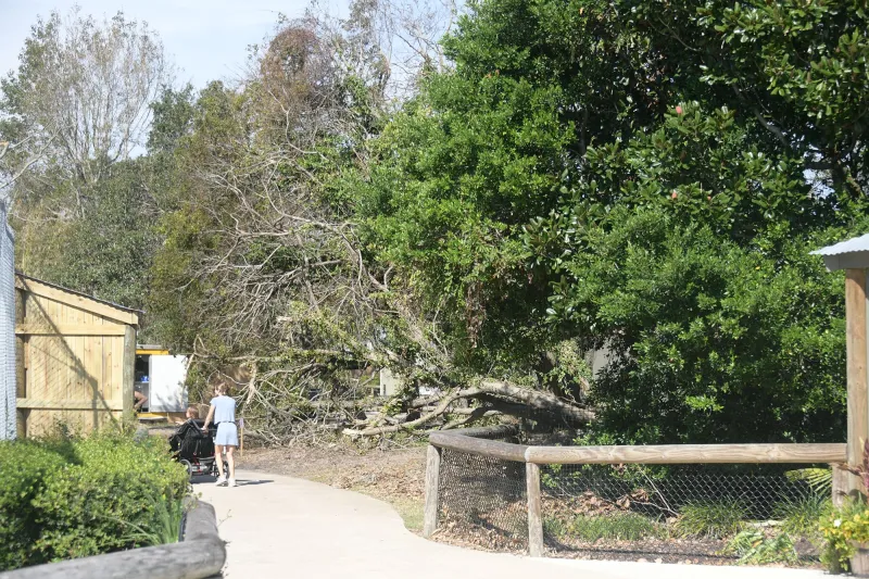 Gulf Breeze Zoo reopens after week of hurricane cleanup
