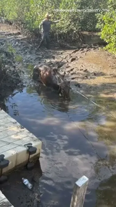 Veronica the cow rescued by Hillsborough County deputies (Video)