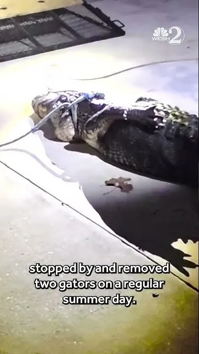 11-foot gator removed from Lake Apopka property after 'stalking' couple (Video)