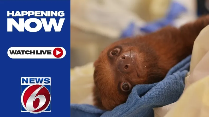 Rep. Maxwell Frost to introduce legislation protecting sloths (Video)