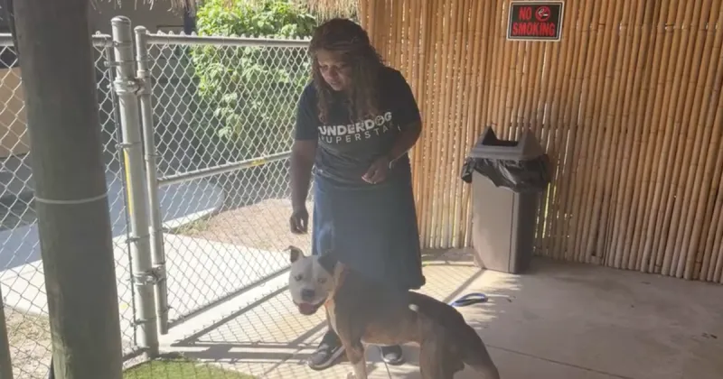 Adopt a WPTV Underdog just in time for 'Howl-O-Ween'!