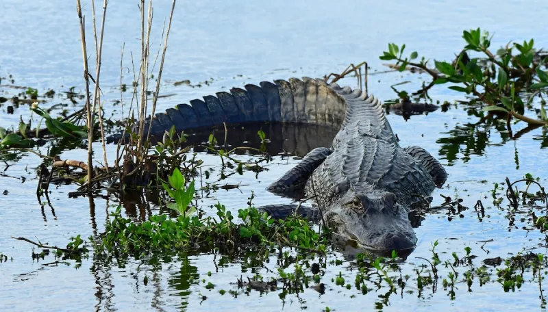 Winter Garden man killed by alligator was posing for photo when dragged into water