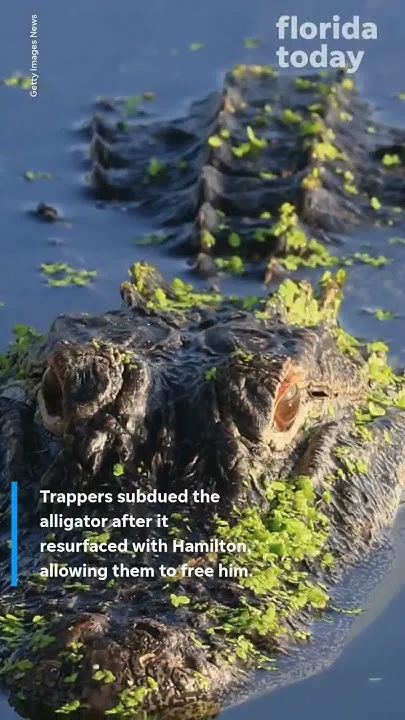 Florida man dragged under by gator while taking photo of fish he caught (Video)