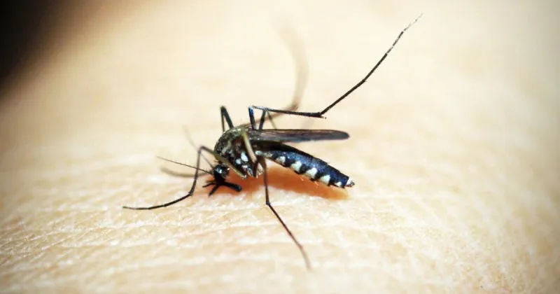 Fall mosquito tips from Miami-Dade County