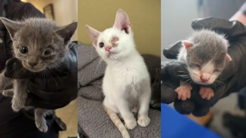 124 cats, some deceased, surrendered in disturbing Port St. Lucie hoarding case