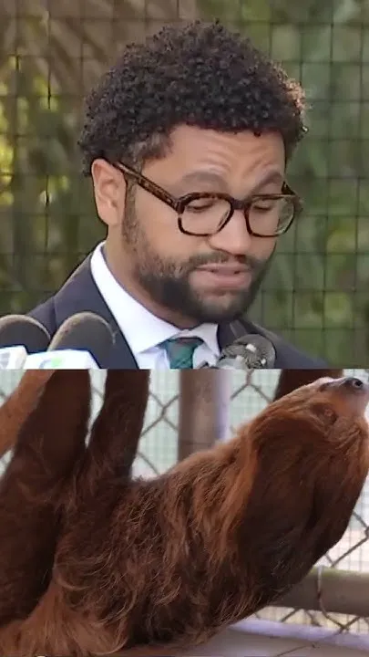 Sloth World deaths prompt proposed bill to ban sloth imports (Video)