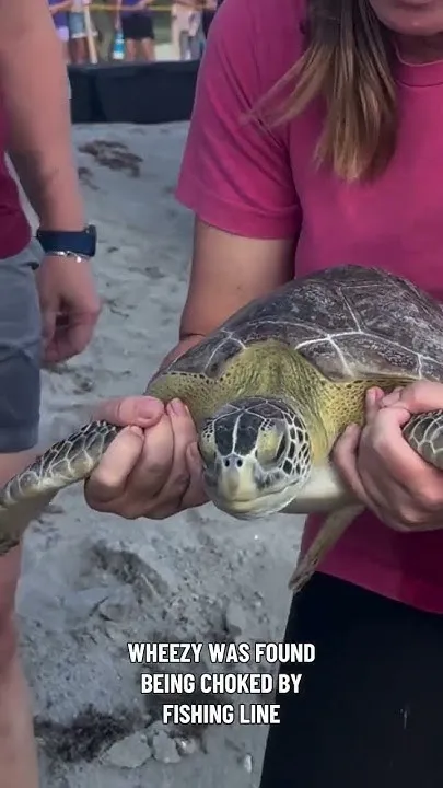 Double sea turtle release in Delray Beach (Video)