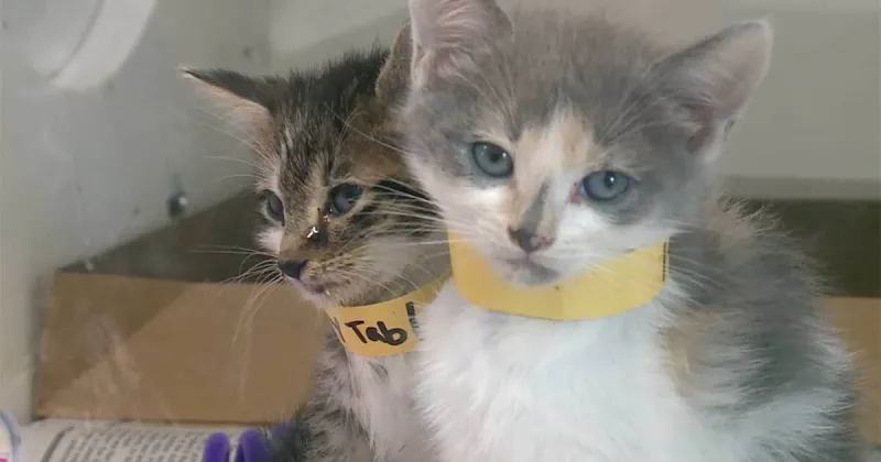 More than 120 cats, kittens found in Port St. Lucie home in alleged hoarding situation