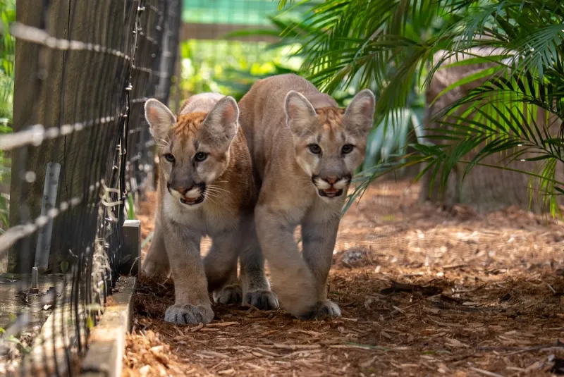 Central Florida Zoo welcomes new baby cougars