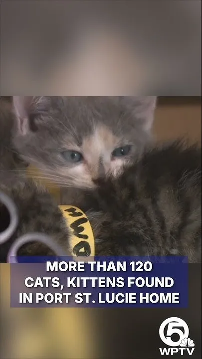 More than 120 cats, kittens found in Port St. Lucie home (Video)