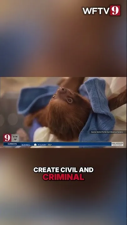 The SLOTHs Act: Can It Stop Sloth Cruelty? #shorts (Video)