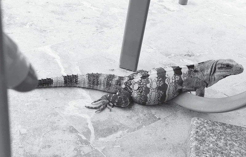 Iguanas are invasive in the U.S.