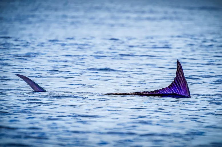 Partnership combines billfishing, marine research, conservation