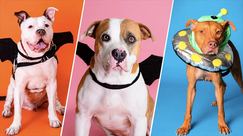 Broward County Animal Care Hosts 'Pup or Treat' Halloween Celebration With Free Pet Adoptions