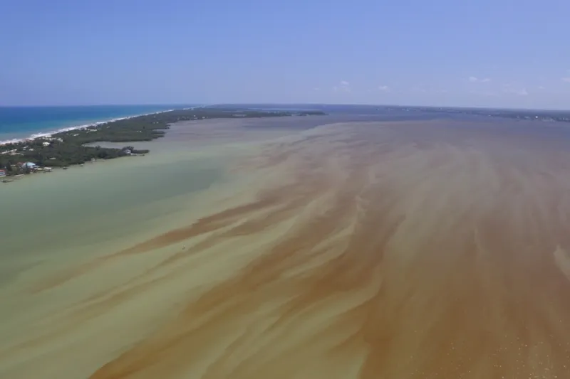 FAU Receives $1.3M NOAA Grant to Address Harmful Algal Blooms