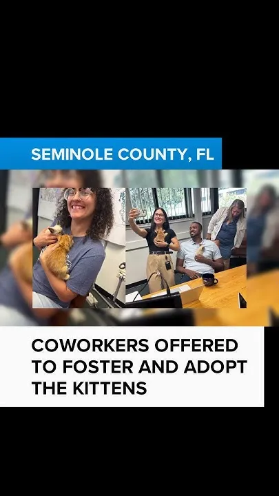 Kittens rescued in Seminole County (Video)