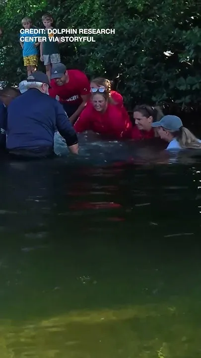 Orphaned manatee given second chance, released in Florida Keys (Video)