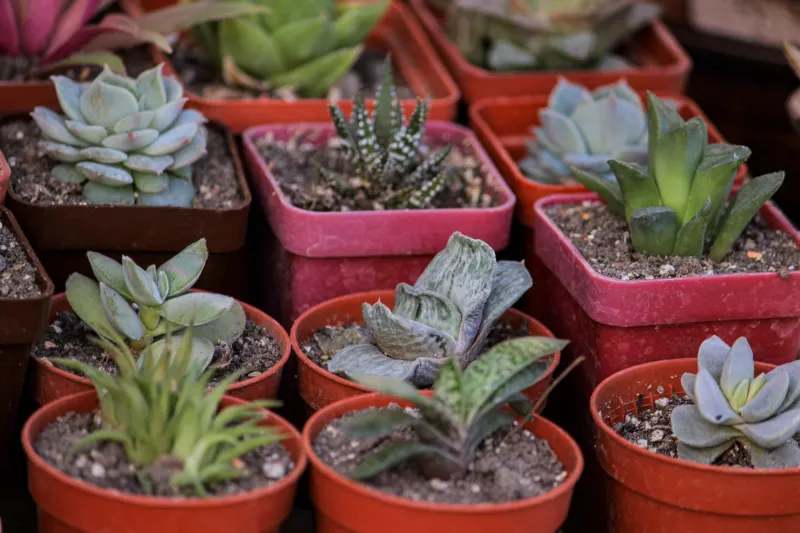 Free Succulent Gardening Class Coming to Wesley Chapel Library