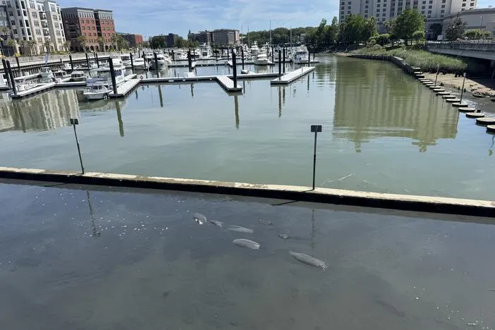 Migrating manatees stranded for several hours in a Savannah Harbor marina
