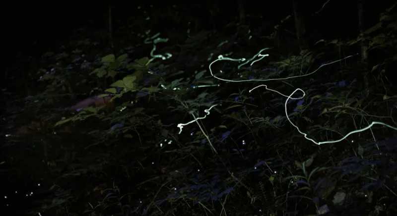Anna Ruby hike offers a dazzling, Gnatural experience