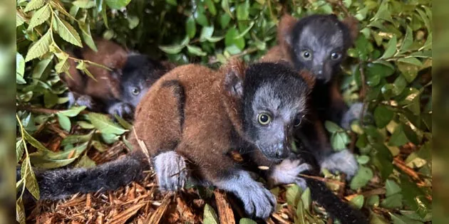 Wild Adventures Welcomes Lemur Triplets